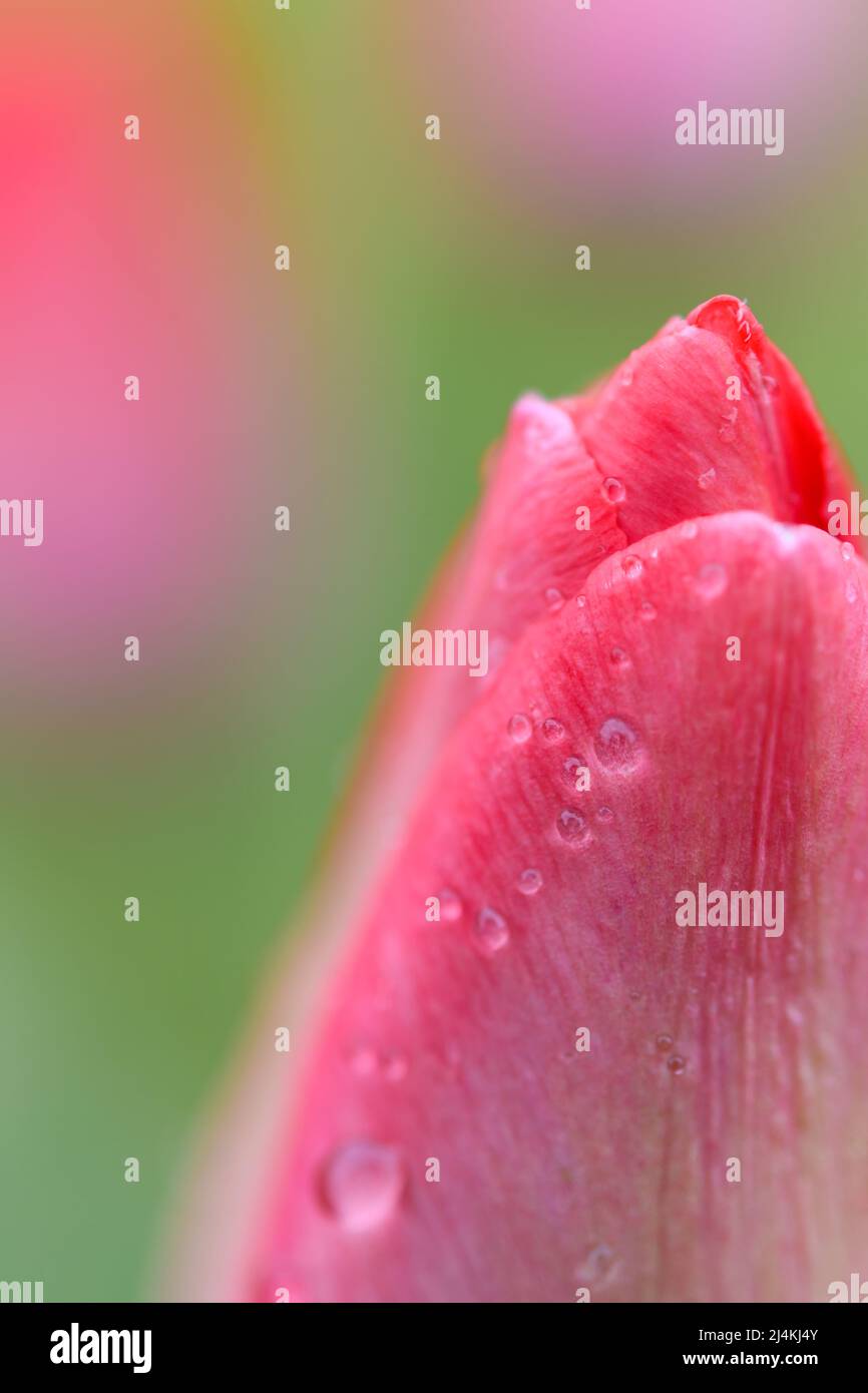 Teilansicht einer rosa Tulpe im weichen Fokus mit grünem und pinkem Hintergrund ohne Fokus Stockfoto