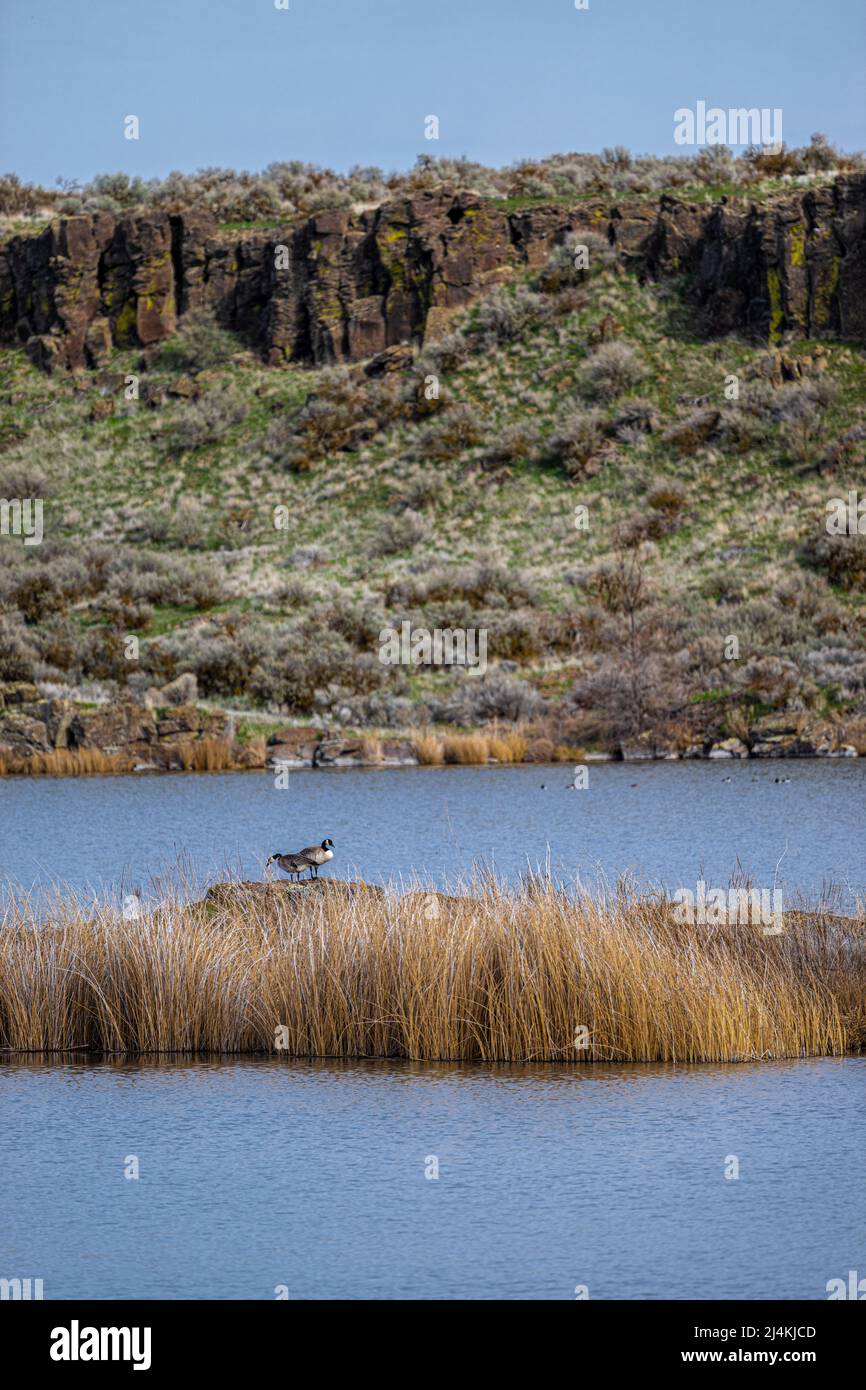 South Teal Lake im Columbia National Wildlife Refuge, WA Stockfoto