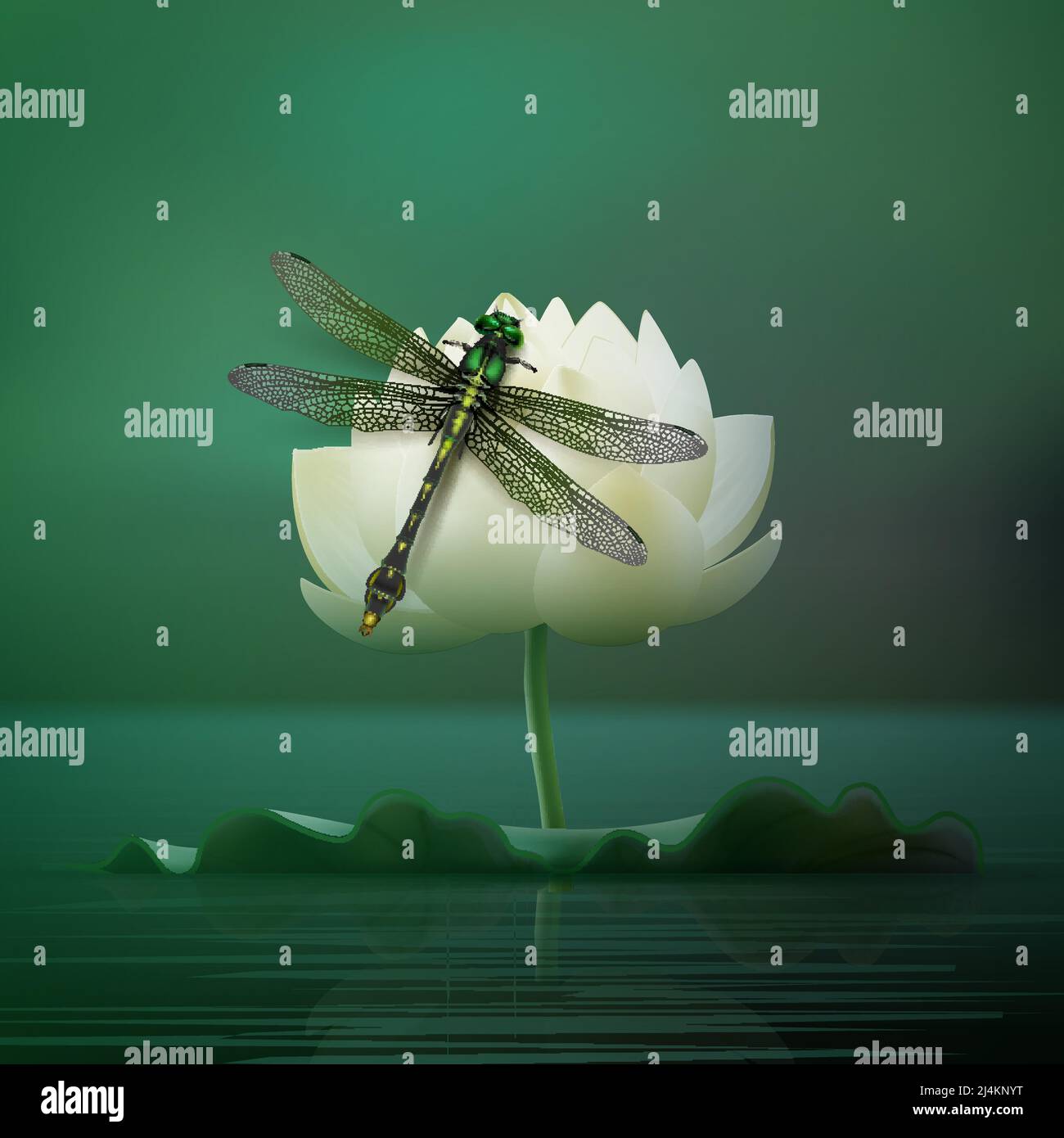 Vektor realistische Gomphus vulgatissimus Libelle sitzt auf Lilie Blume mit Blur dunkeltürkis Teich Hintergrund Vorderansicht Stock Vektor