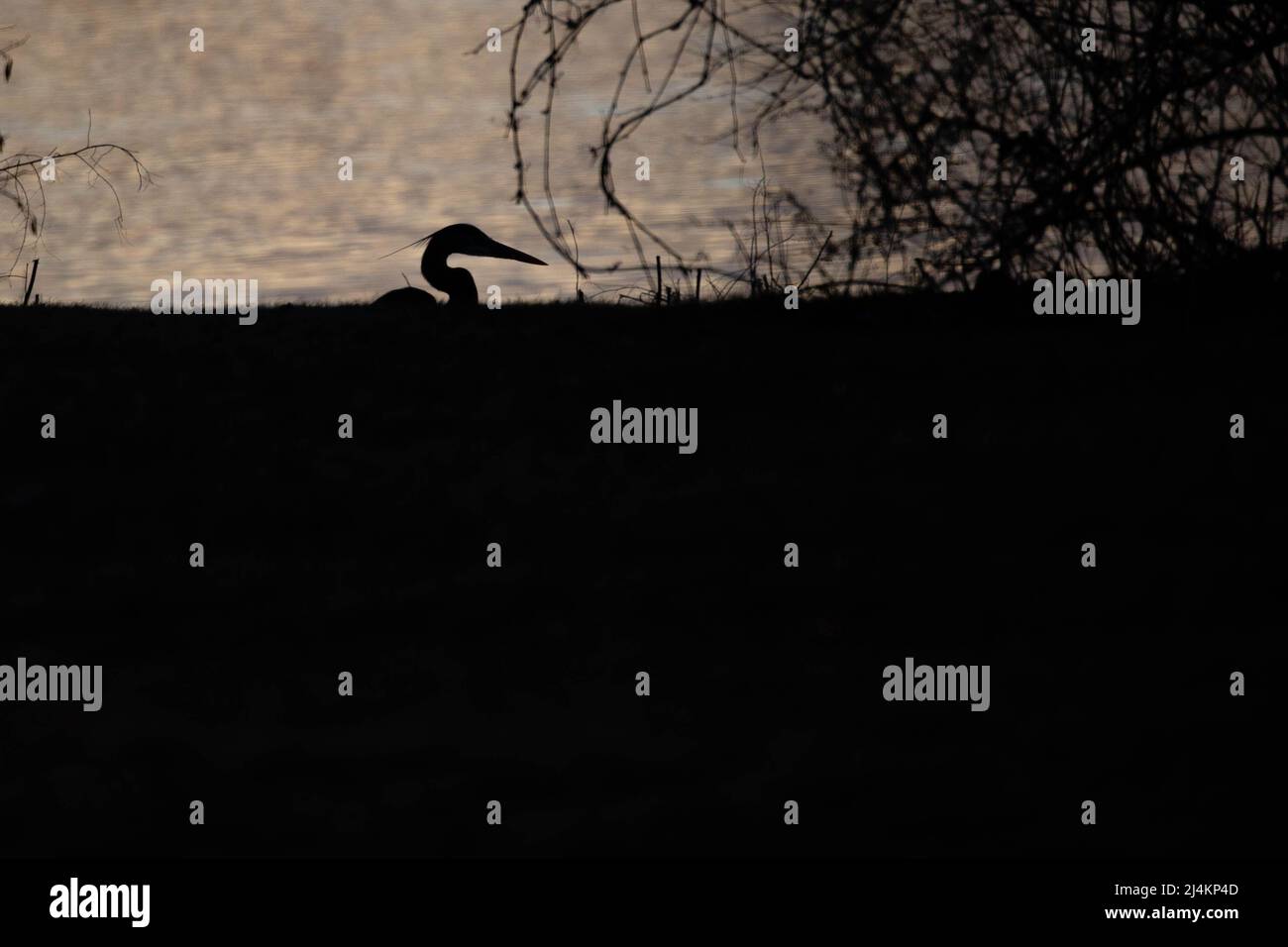 Silhoutte eines Blaureihers mit schwarzem Kopierraum, horizontal Stockfoto