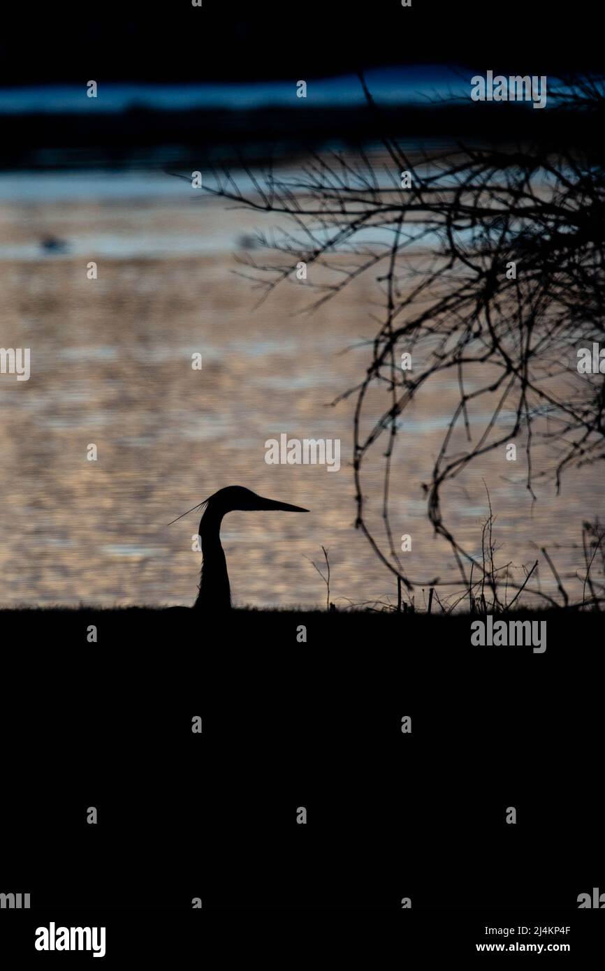 Silhoutte eines Blaureihers mit schwarzem Kopierraum, vertikal Stockfoto