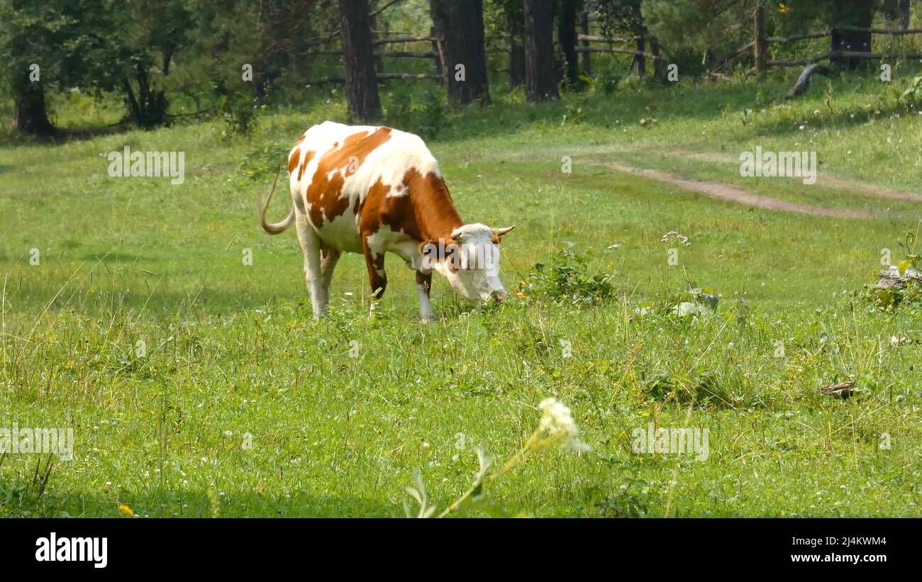 Kuh auf einem Feld. Tier geht auf einer Weide. Grünes Gras und Bäume dahinter. Stockfoto