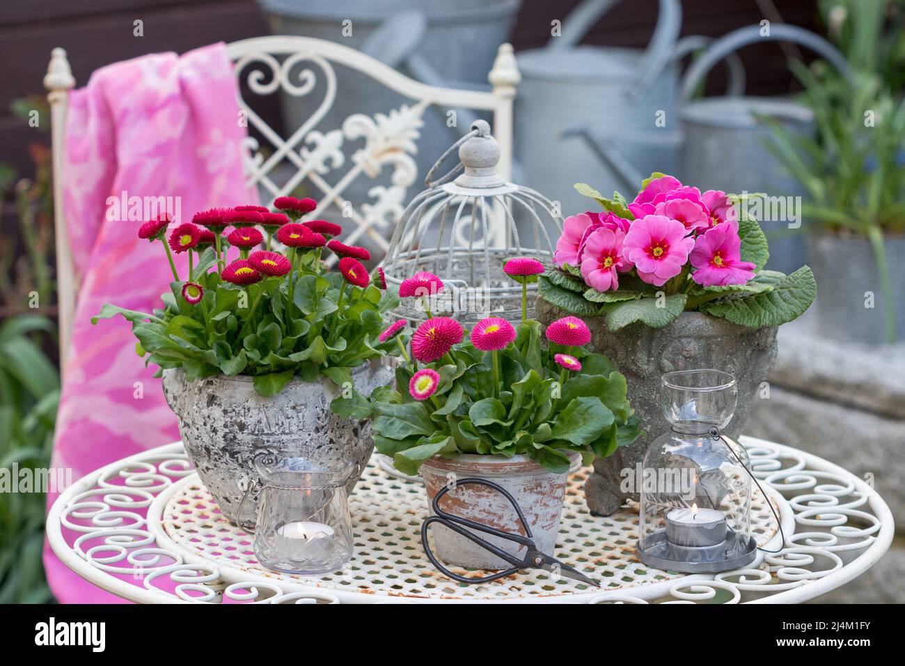 Pink bellis perennis und Primrose in Vintage-Töpfen im Frühlingsgarten Stockfoto