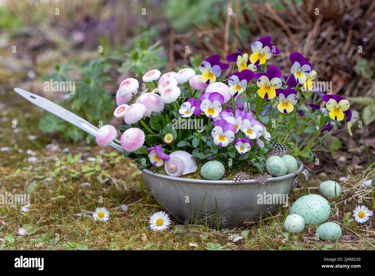 viola blüht und bellis perennis in Pastellfarben in Vintage-Sieb im Garten Stockfoto