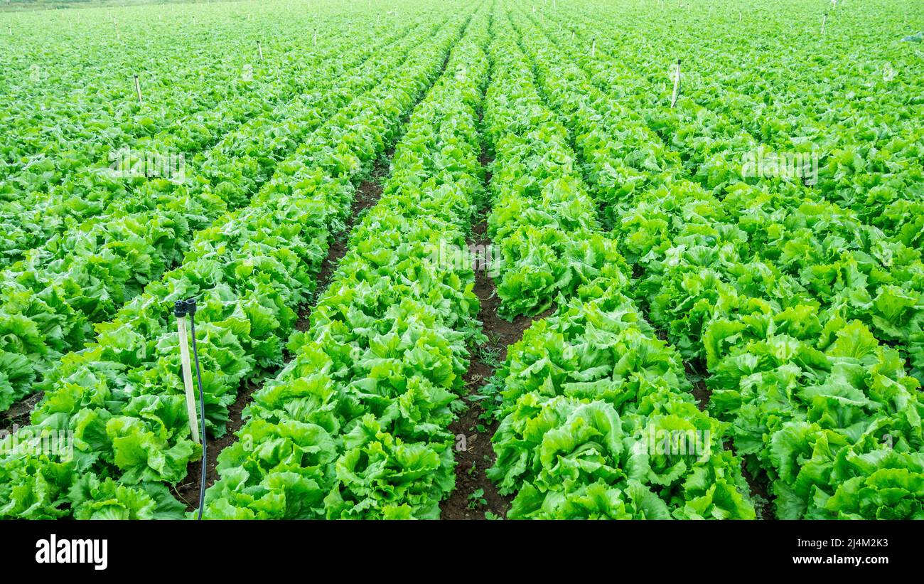 Farm mit Eisbergsalatplantage Stockfoto