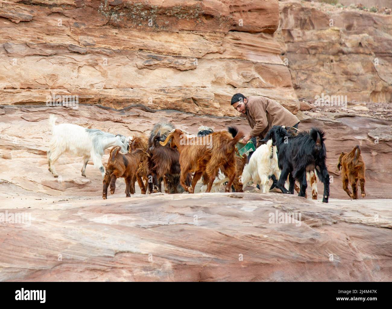Beduinen füttern in Petra Jordan Orangen und Granatäpfel an Ziegen 20. Februar 2020 Stockfoto