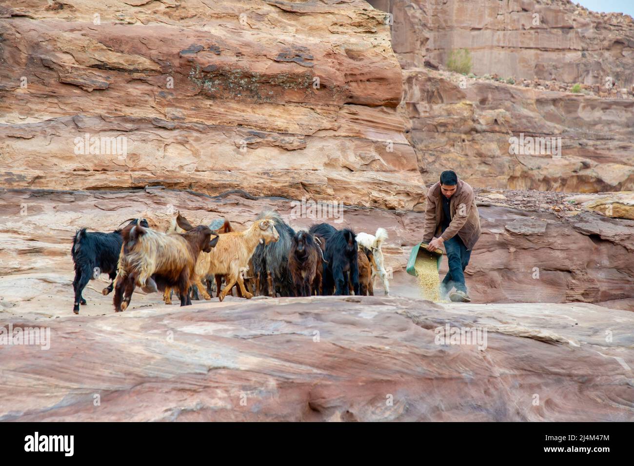Beduinen füttern in Petra Jordan Orangen und Granatäpfel an Ziegen 20. Februar 2020 Stockfoto