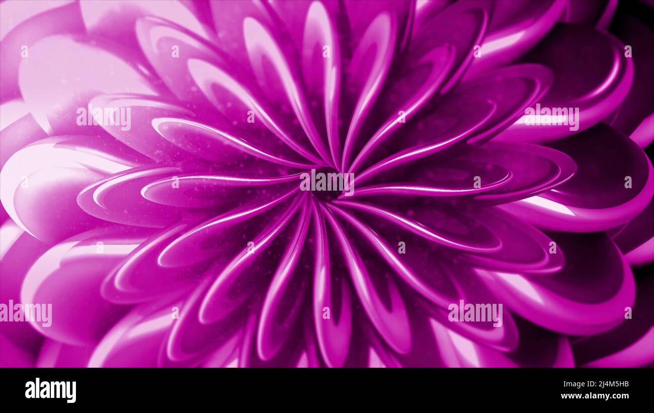 Surrealistische rosa atemberaubend geöffnete Blütenknospe, die einen optischen Illusionseffekt erzeugt, nahtlose Schleife. Bewegung. Spinnende helle Blütenblätter um das Wachsen Stockfoto