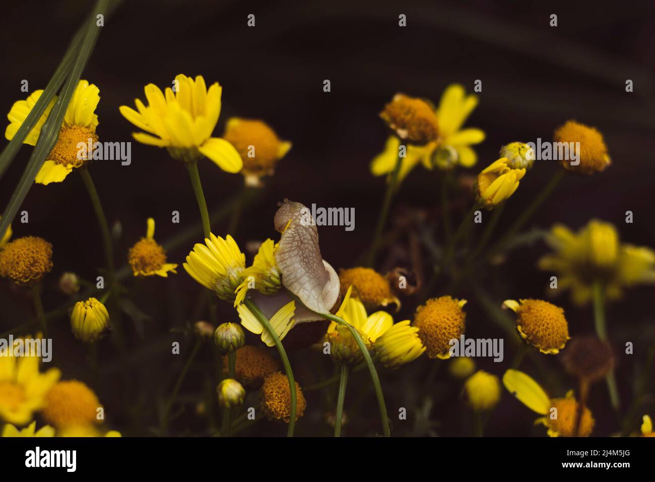 Niedliche Schnecke auf den nassen gelben Blüten. Stockfoto