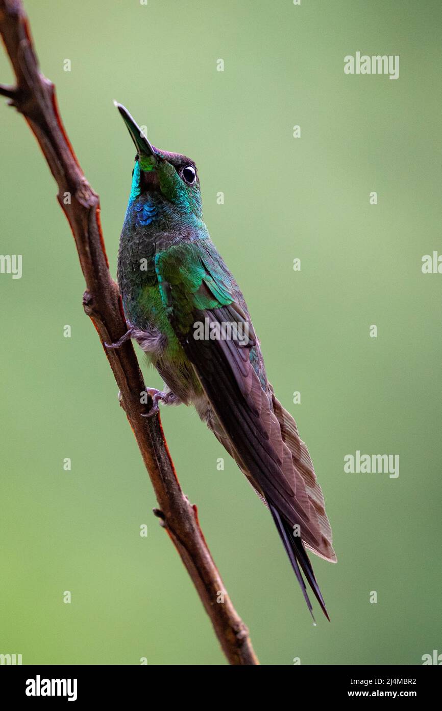 Violet Fronted Brilliant Hummingbird, Heliodoxa leadbeateri Stockfoto
