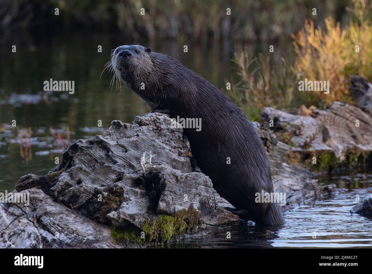 North American River Otter, Lontra canadensis Stockfoto