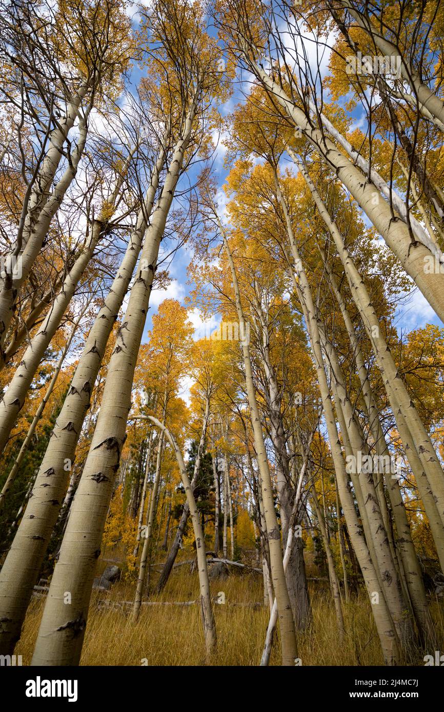 Quakende Aspen-Baumkronen Stockfoto