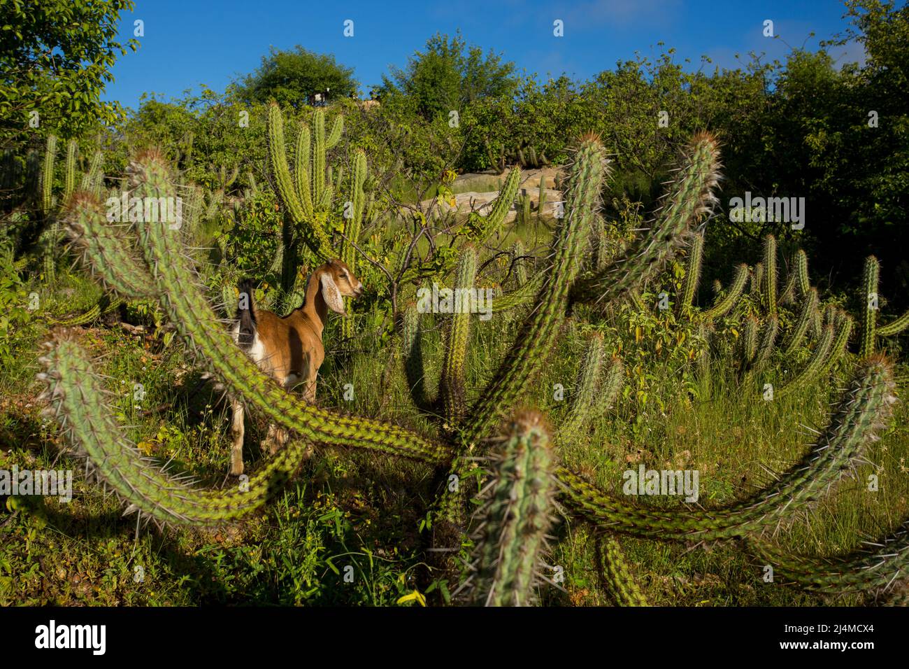 Ziege im Caatinga-Wald, semi-trocken Region im Nordosten brasiliens Stockfoto