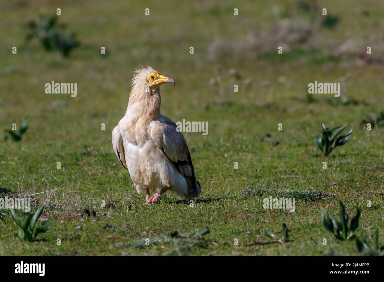 Schmutzgeier (Neophron Percnopterus) Stockfoto