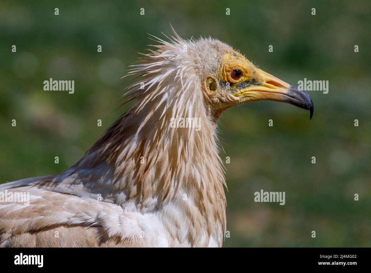 Porträt des ägyptischen Geiers (Neophron percnopterus) Stockfoto