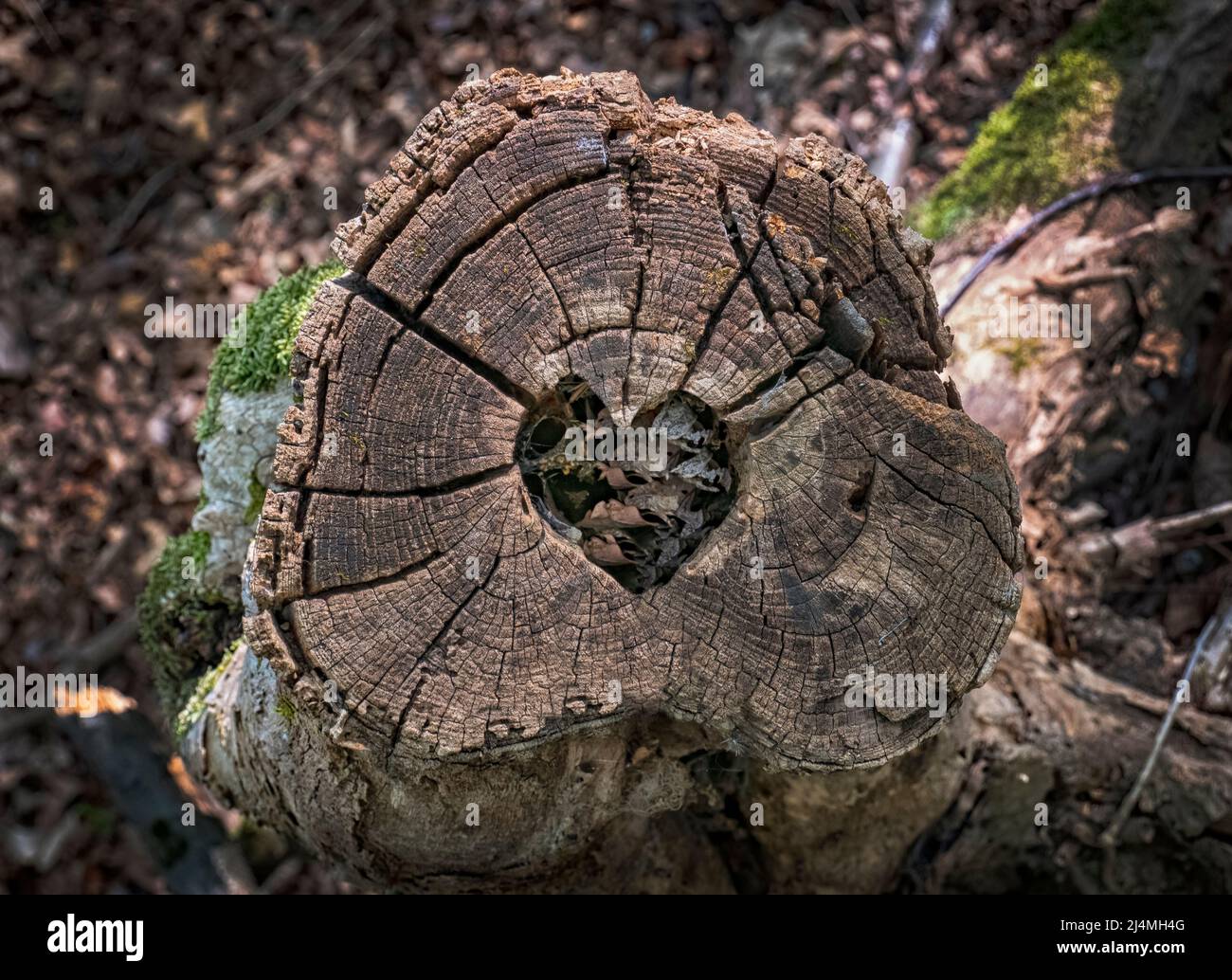 Herzform in einem Baumstamm geschnitzt Stockfoto