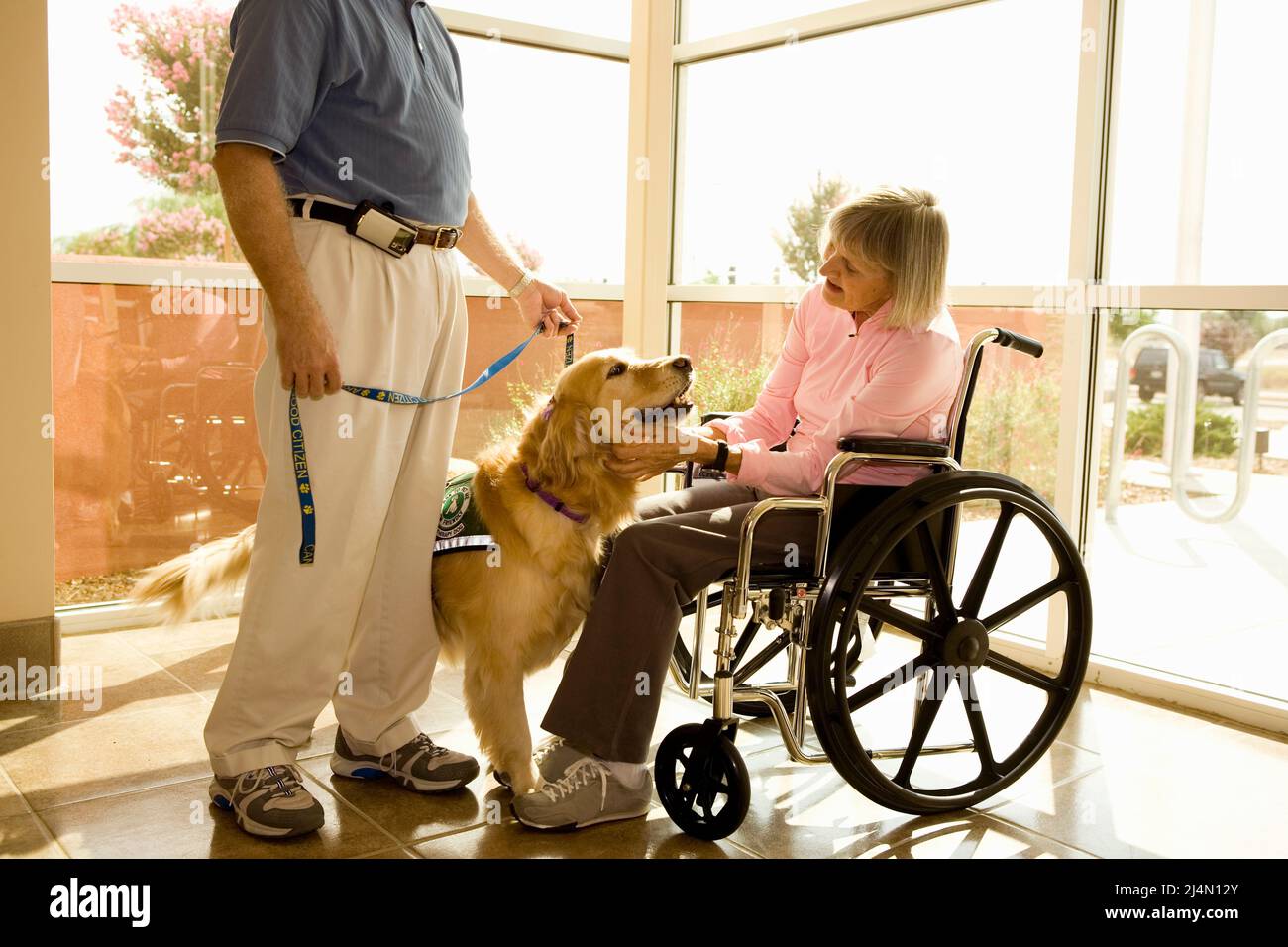 Golden Retriever, ausgebildet für tiergestützte Therapie, mit Trainer, der reife Patienten im Rollstuhl im Krankenhaus während der Rehabilitation besucht Stockfoto