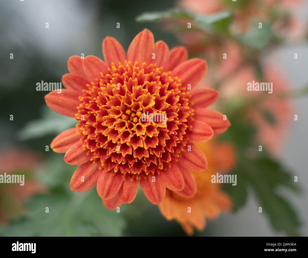 Nahaufnahme einer lachsfarbenen Chrysantheme mit Kurzstrahlblüten oder Blütenblättern und mehreren Scheibenblüten. Fotografiert mit geringer Schärfentiefe. Stockfoto