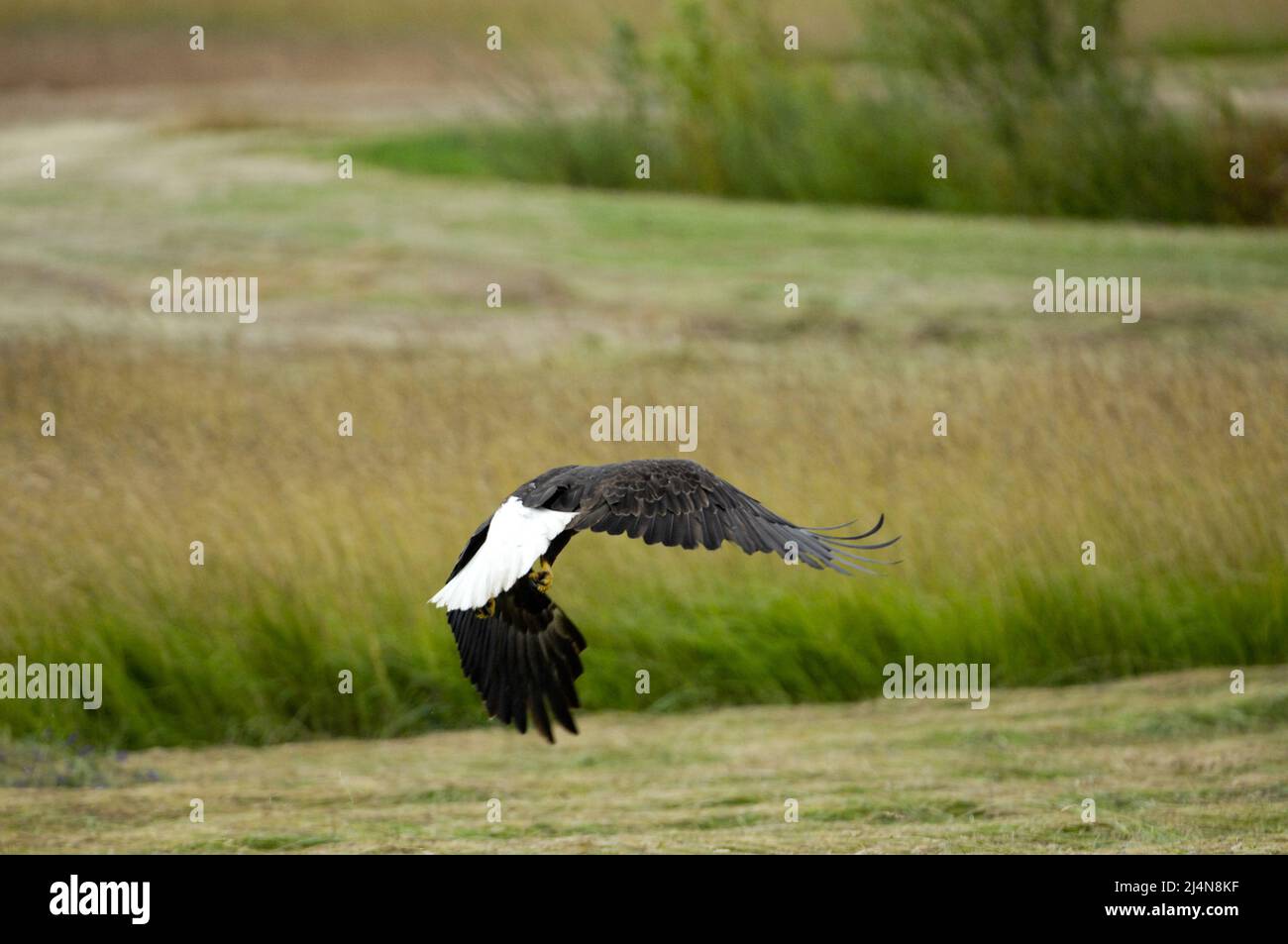 Bald Eagle schwebt über den Feldern der San Juan Island, Washington Stockfoto