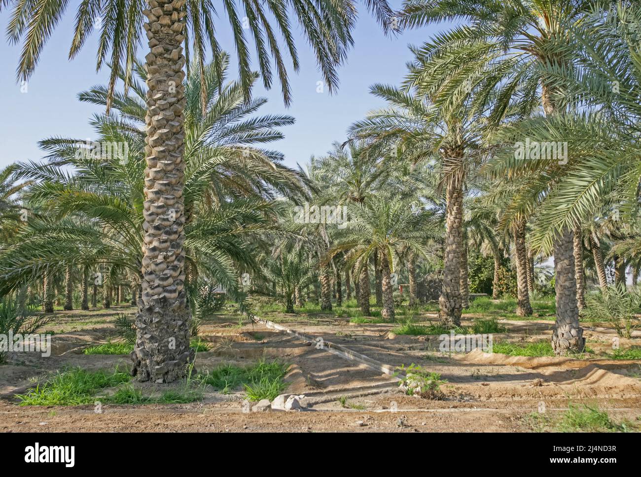 Eine Dattelplantage mit einem traditionellen Falaj oder Bewässerungskanal in Dhaid im Emirat Sharjah in den Vereinigten Arabischen Emiraten. Stockfoto