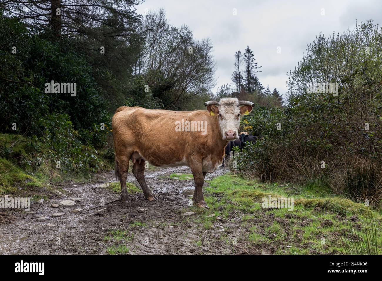 Farnane, Dunmanway, Cork, Irland. 16.. April 2022. Eine charolais-Kreuz-Kuh wandert um die Farm von Tim Cotter, Farnane, Dunmanway, Co. Cork, Irland. - Credit; David Creedon / Alamy Live News Stockfoto