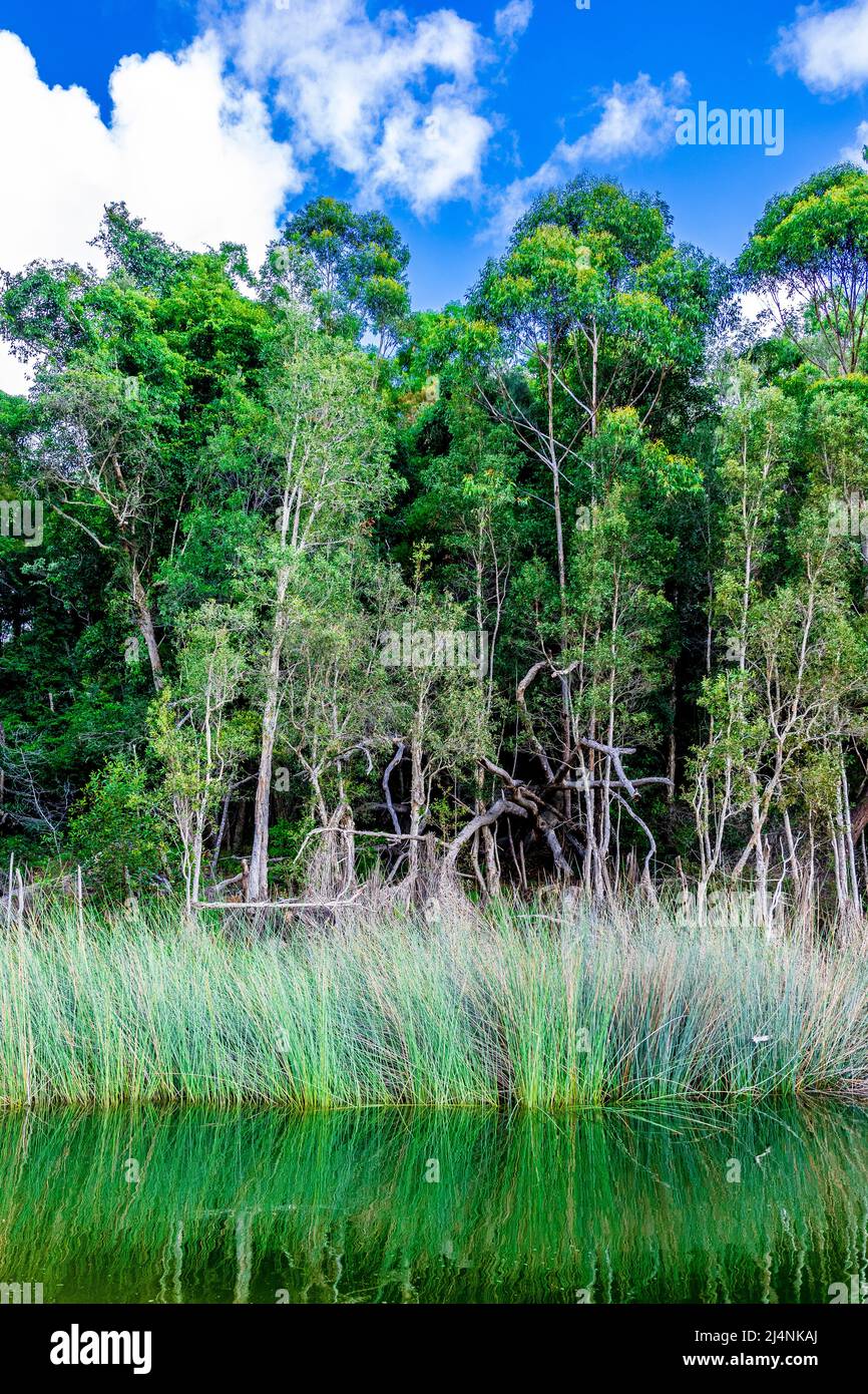 Der Lake Wabby ist von einem Wald aus Melaleuca (Paperbark) Bäumen und Seeggen auf der einen Seite und dem beeindruckenden Hammerstone Sandblow auf der anderen umgeben. Stockfoto