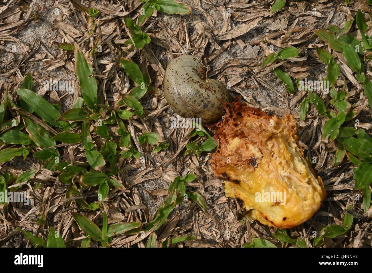 Ein verwöhnter Cashew-Apfel mit dem Cashew-Samen auf dem grasbewachsenen Boden, dies war die Cashew-Frucht gegessen und Samen Verbreitung von den Fledermäusen Stockfoto