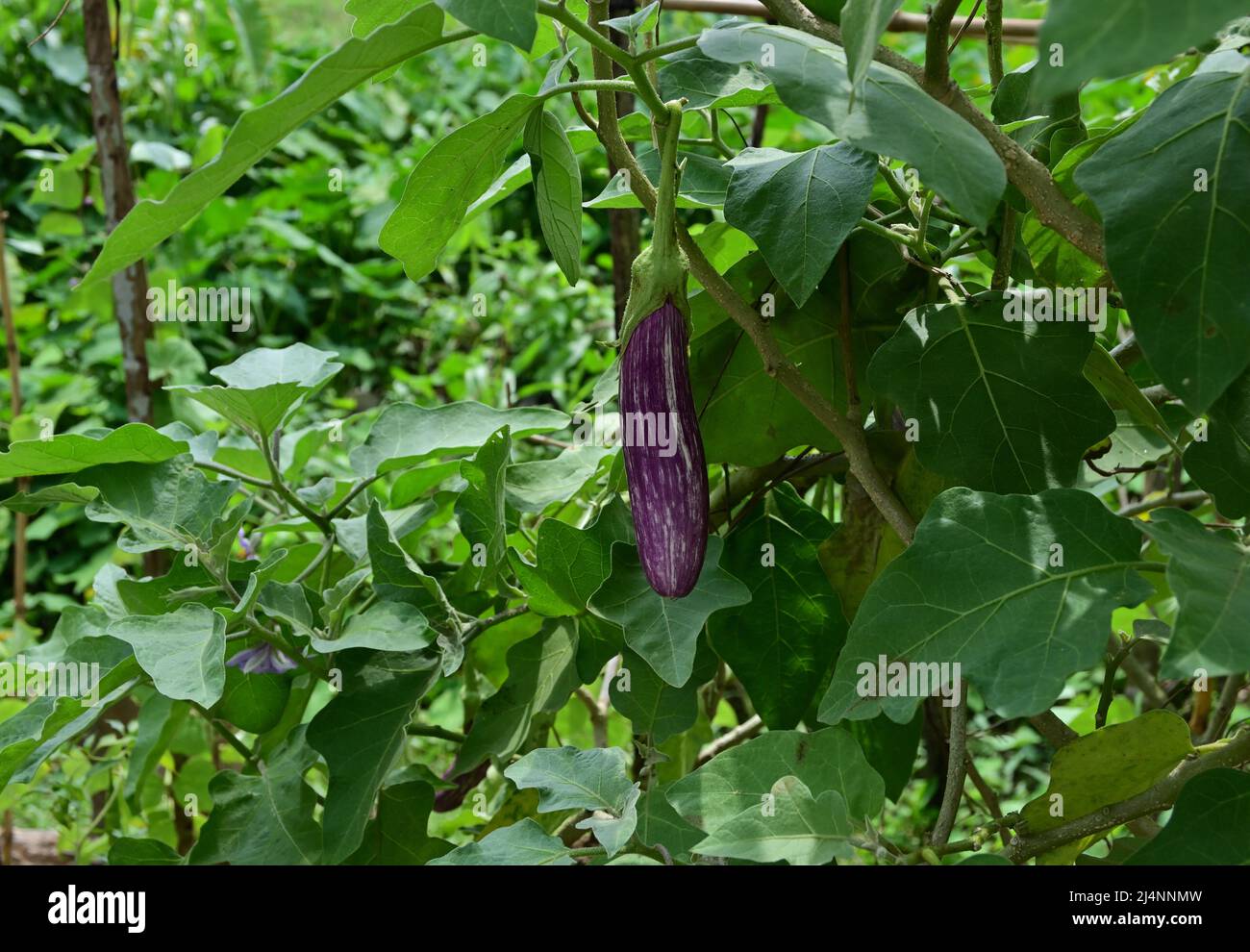 Eine lange violette Aubergine hängt an einem Zweig der Aubergine im Garten Stockfoto