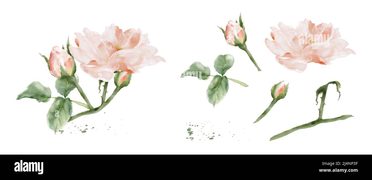 Satz von rosa Aquarellelementen isoliert auf weißem Hintergrund. Botanische Illustration Sammlung von Bouquet, Blume, Knospen, Blättern und Zweigen. Stock Vektor