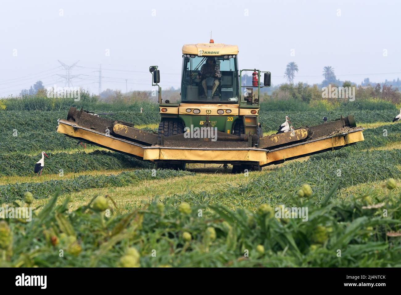 Weizenfeld kombinieren Stockfoto