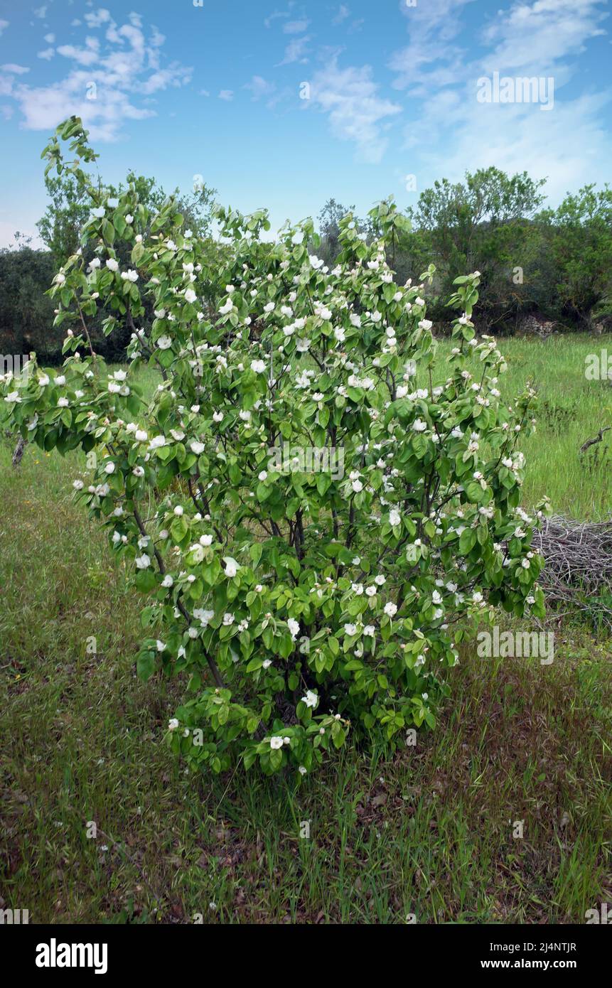 Apfelquitte (cydonia oblonga) blüht im Frühling auf dem Land Sardiniens, Italien Stockfoto