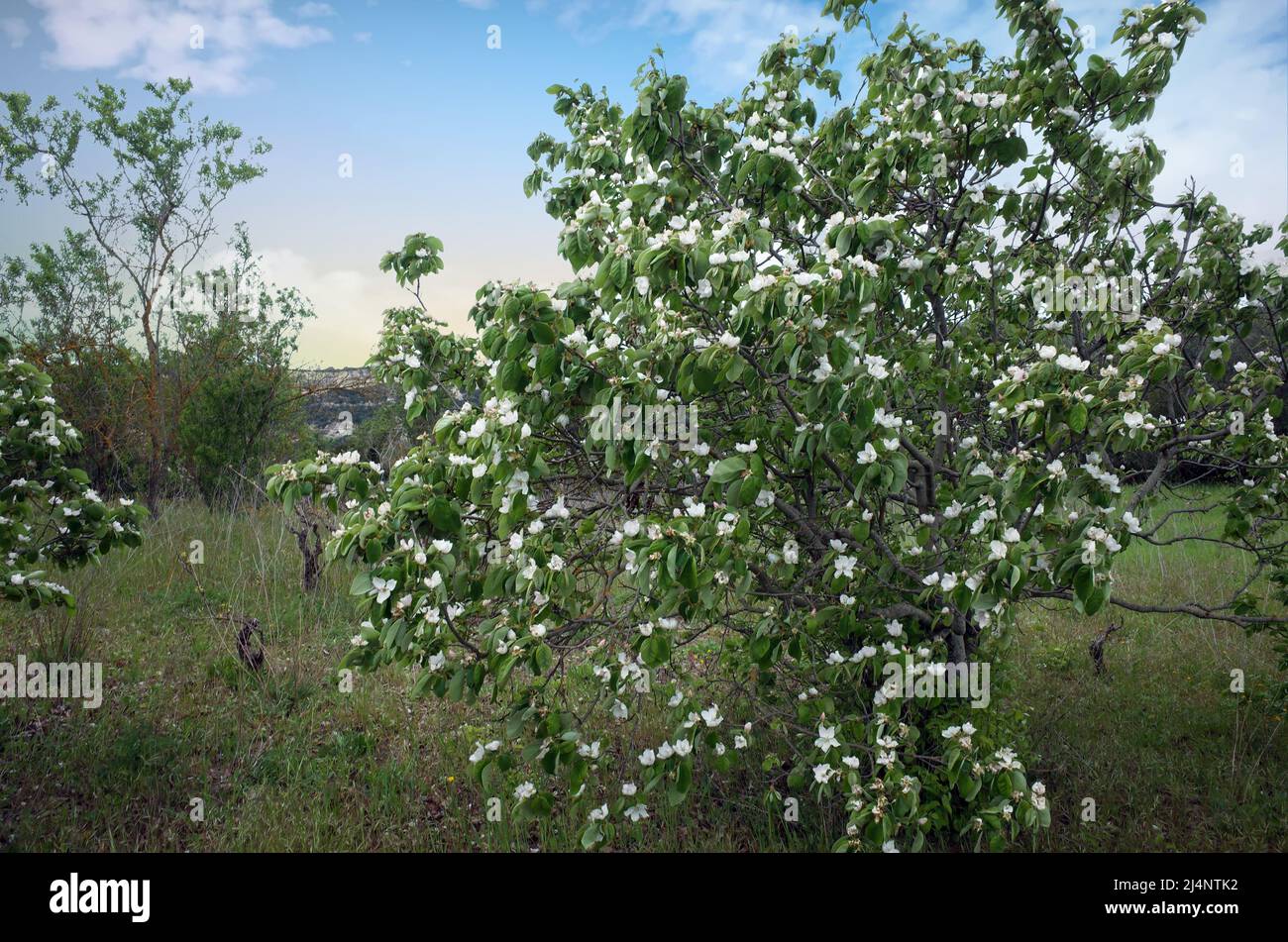 Apfelquitte (cydonia oblonga) blüht im Frühling auf dem Land Sardiniens, Italien Stockfoto