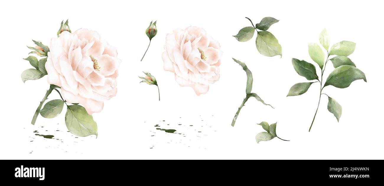 Satz von rosa Aquarellelementen isoliert auf weißem Hintergrund. Botanische Illustration Sammlung von Bouquet, Blume, Knospen, Blättern und Zweigen. Stock Vektor