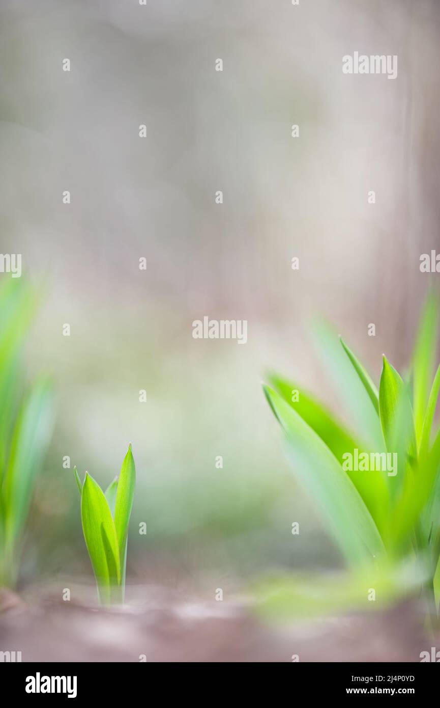 Allium-Blätter tauchen vom Boden auf. Frühling im Garten. Selektiver Fokus und geringe Schärfentiefe. Stockfoto