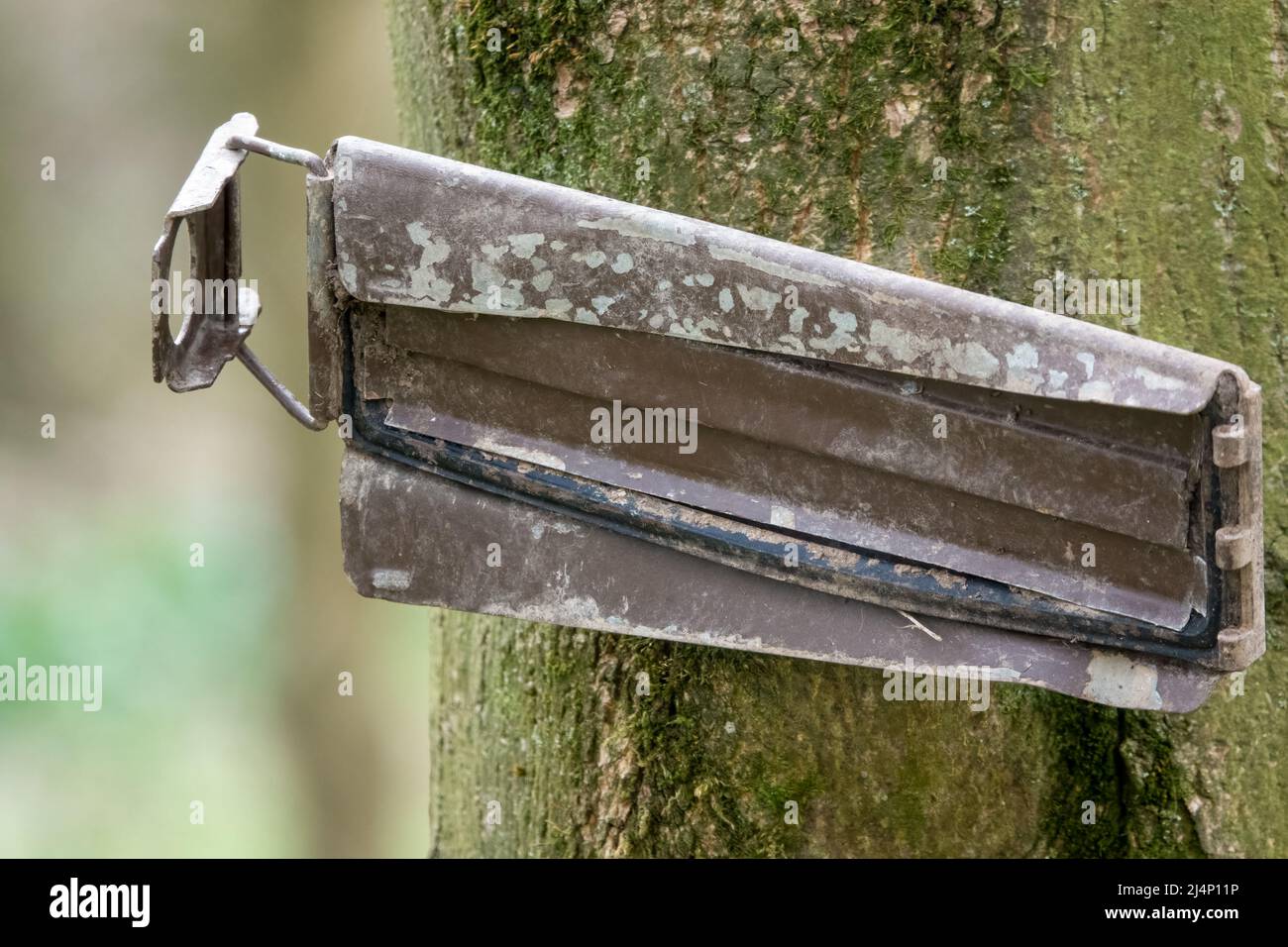 Metalldeckel der Armee an einem Baum Stockfoto