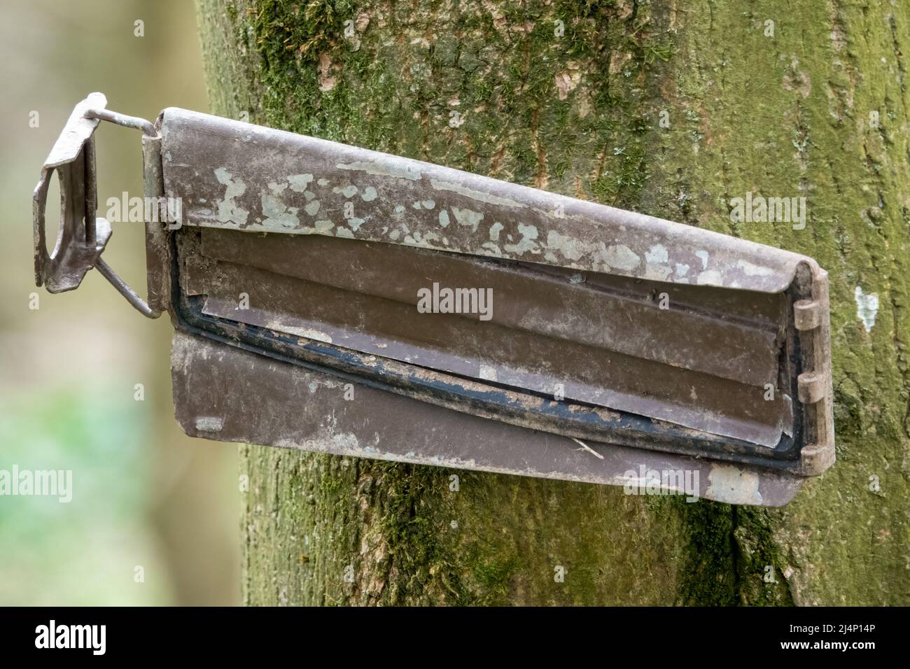 Metalldeckel der Armee an einem Baum Stockfoto