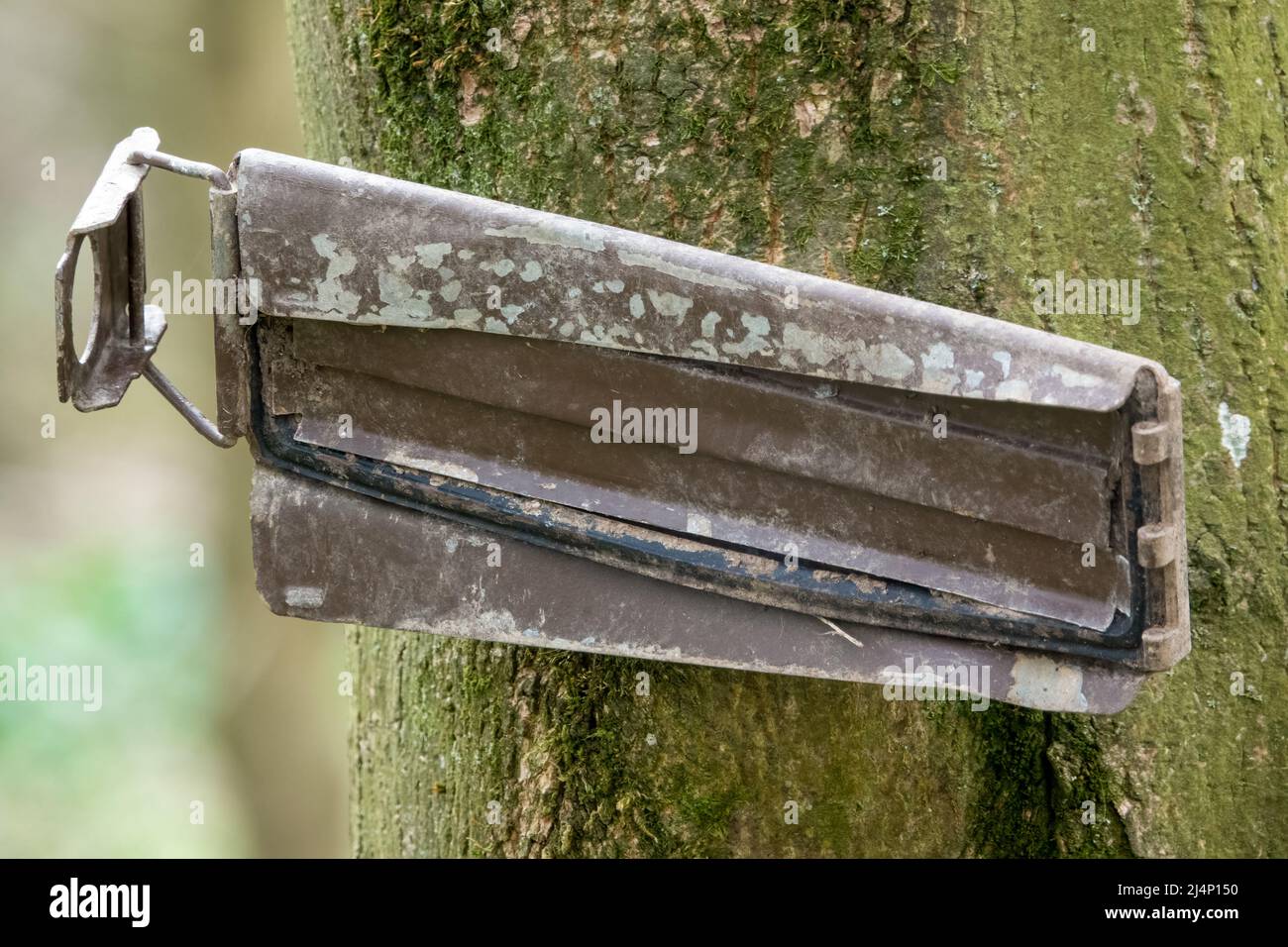 Metalldeckel der Armee an einem Baum Stockfoto