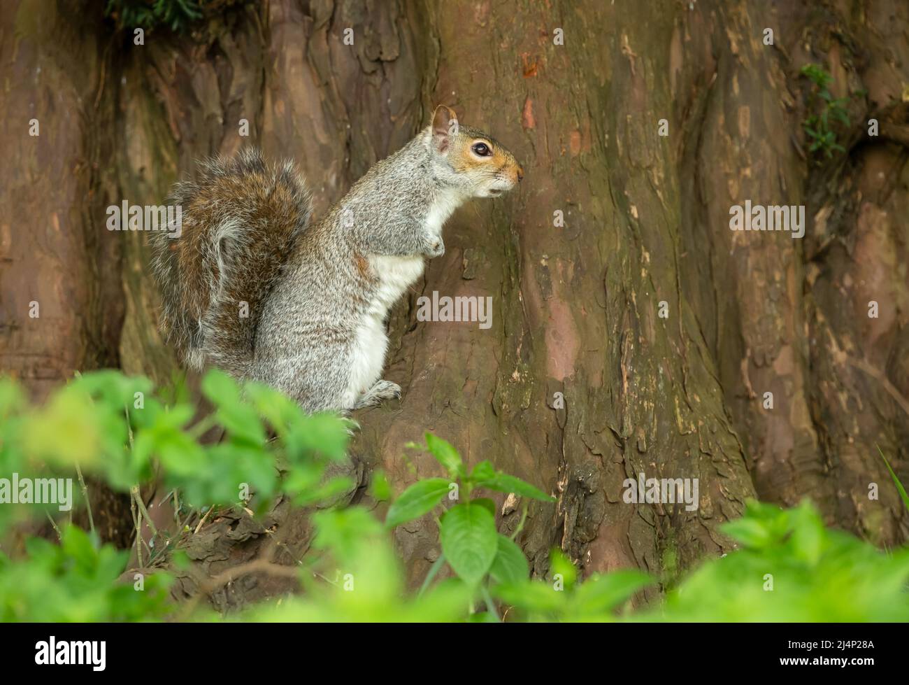 Graues Eichhörnchen, Wissenschaftlicher Name: Sciurus Carolinensis. Alarmiert und wachsam Eichhörnchen, nach rechts gewandt und stand auf Hinterbeinen unter einem großen Eibenbaum. Kopieren Stockfoto