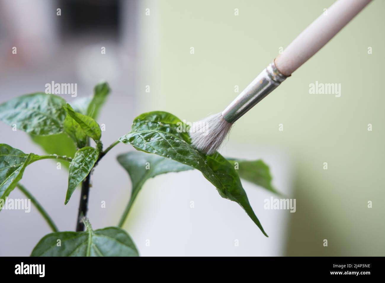 Reinigung der Kolonie der Trialeurodes vaporariorum-Weißflocken von der Chili-Pflanze. Hochwertige Fotos Stockfoto