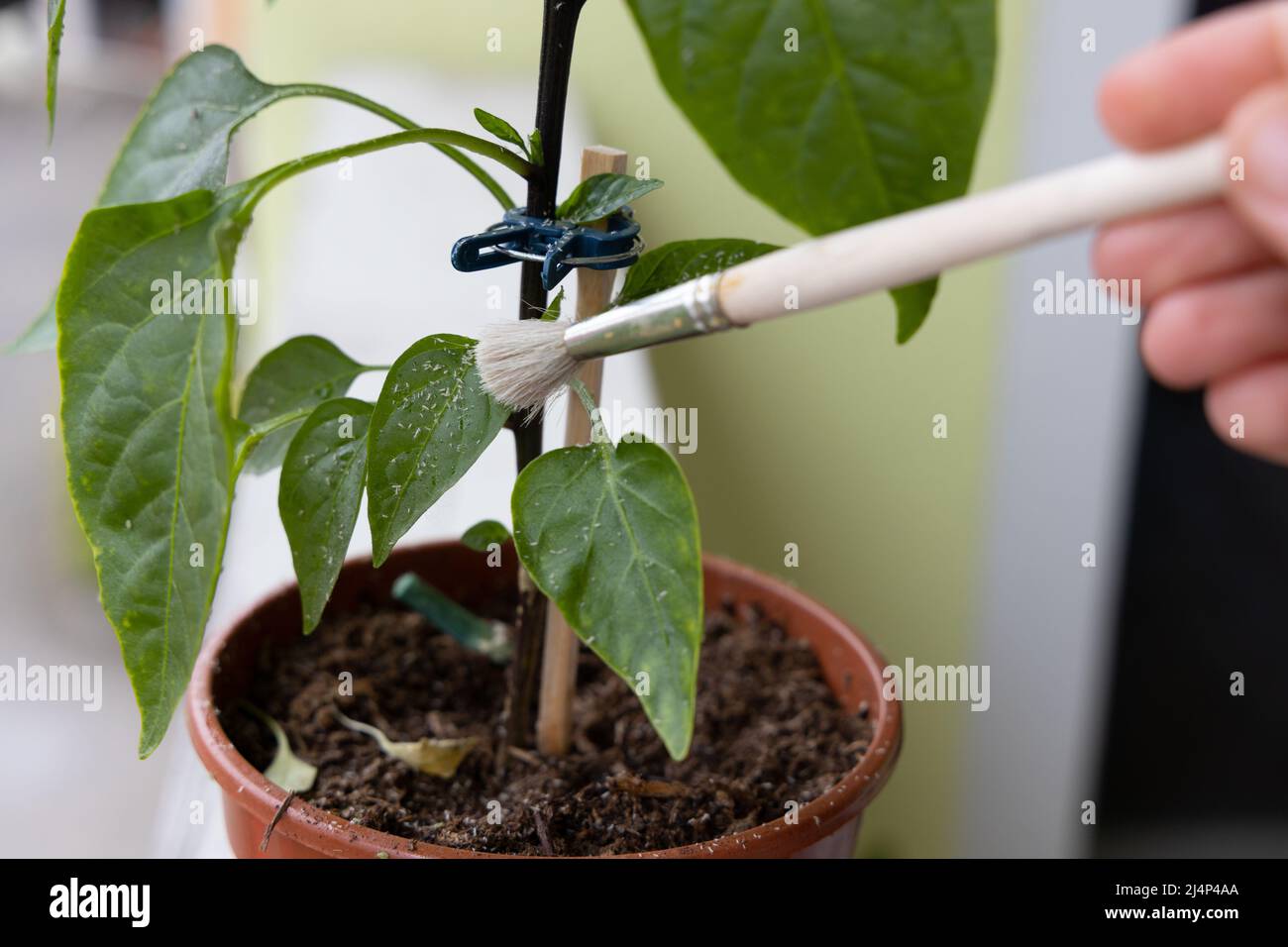 Reinigung der Kolonie der Trialeurodes vaporariorum-Weißflocken von der Chili-Pflanze. Hochwertige Fotos Stockfoto