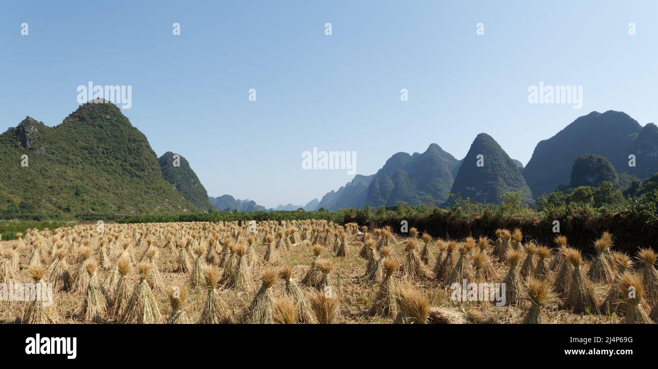 Reisfeld vor der Karst-Landschaft Stockfoto