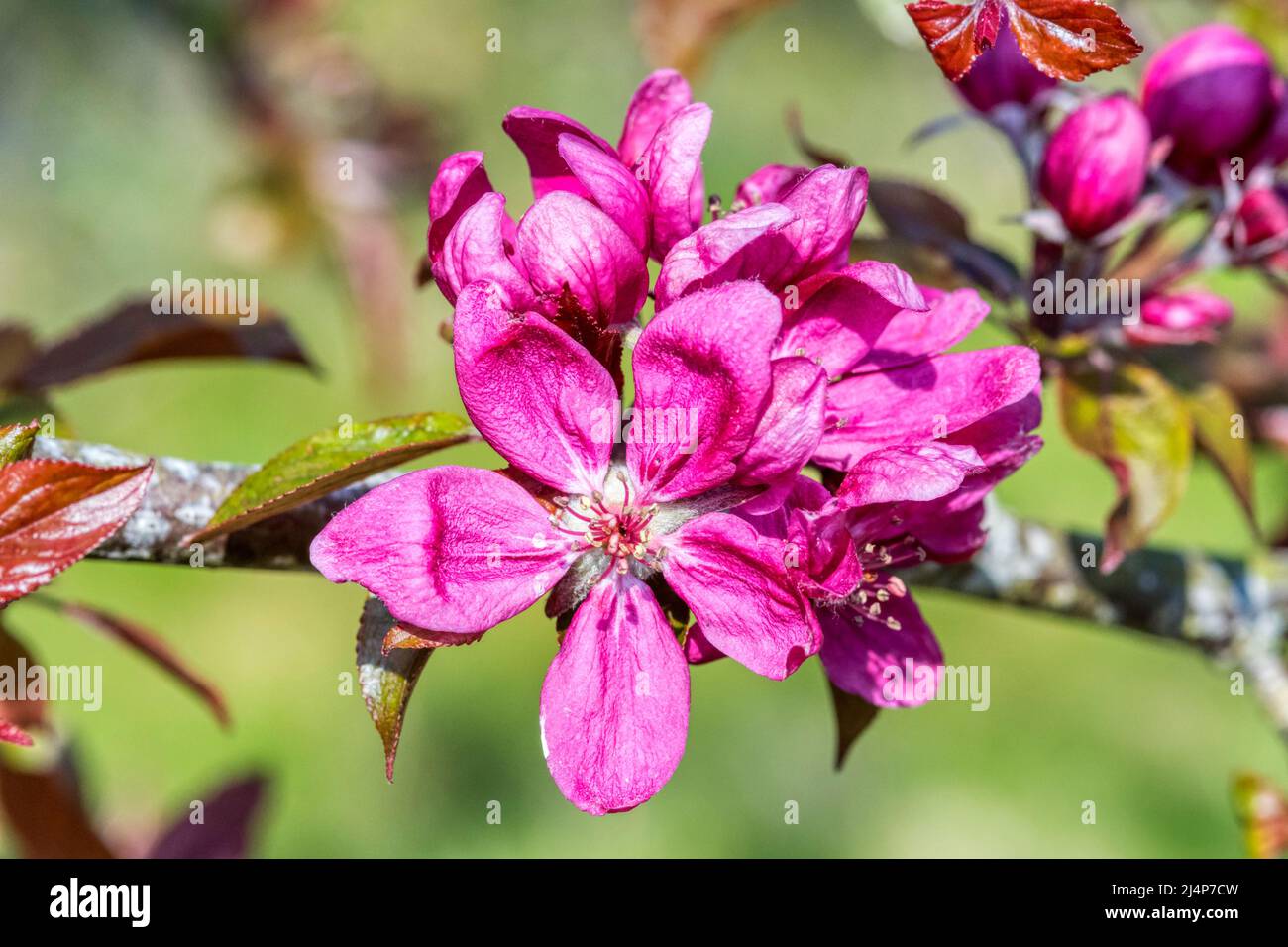 Tiefrosa Blüte auf einem Apfelbaum, Malus domestica. Stockfoto