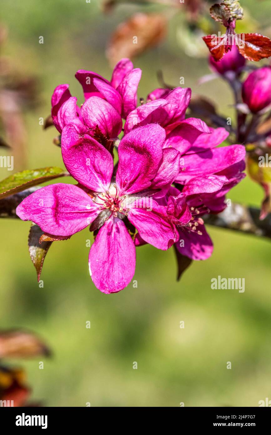 Tiefrosa Blüte auf einem Apfelbaum, Malus domestica. Stockfoto