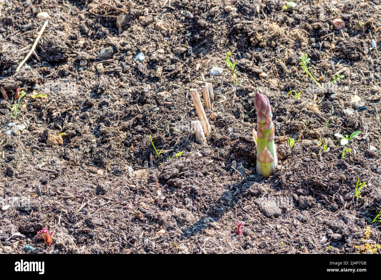 Erster Auftritt des neuen Spargelschießers im Gemüsegarten. Spargel officinalis 'Gijnlim'. Stockfoto