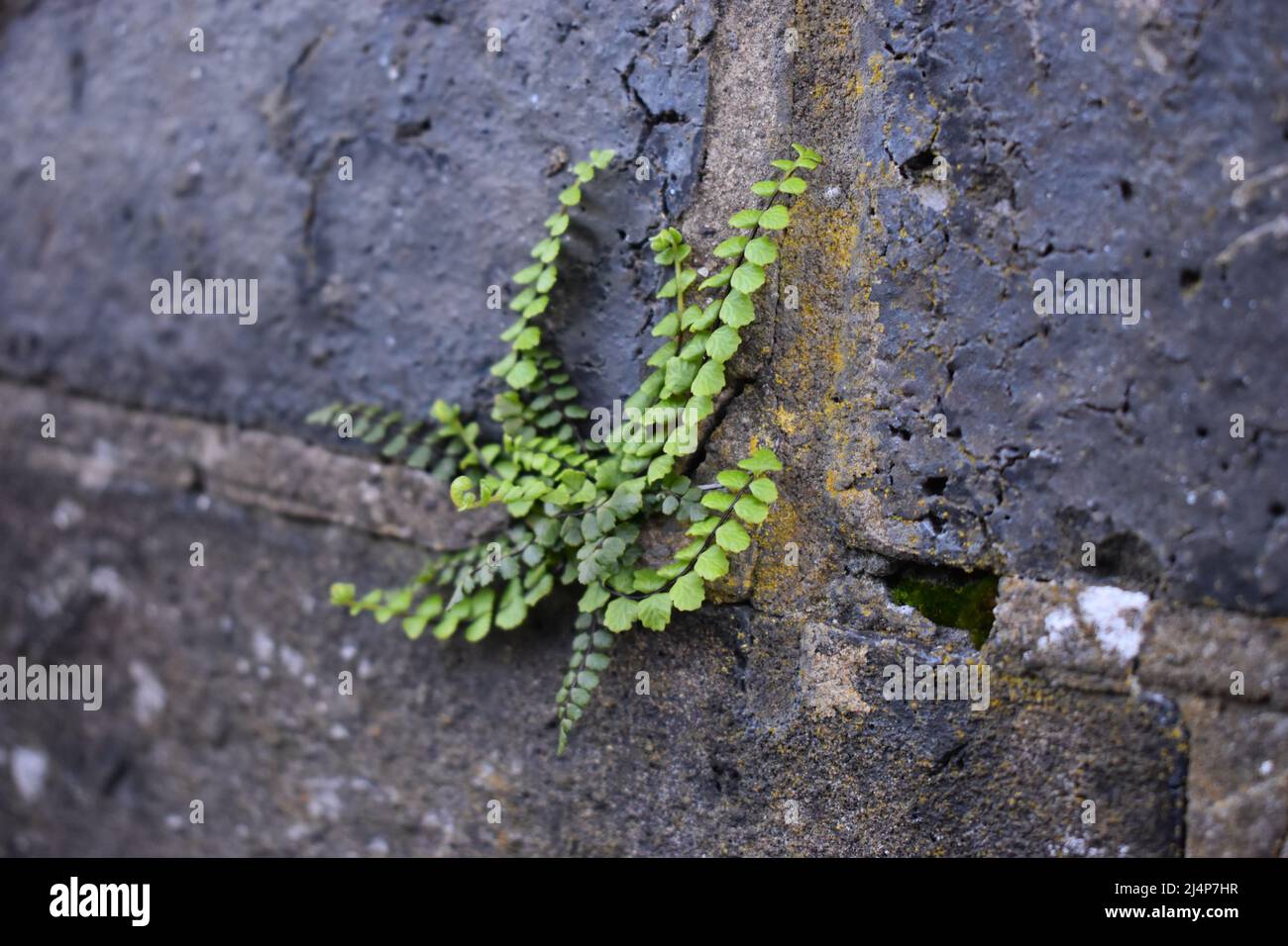 Zarter Farn (Polypodiopsida), der an der Wand wächst. Stockfoto