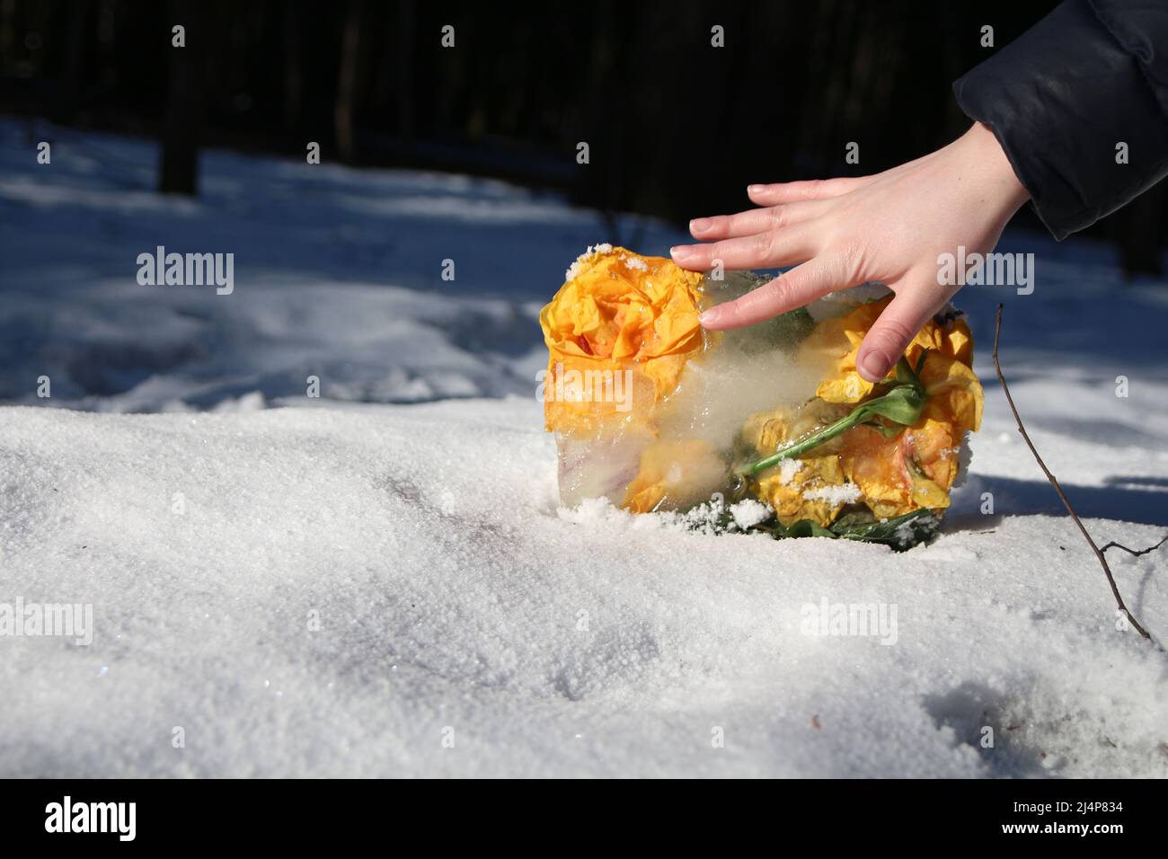 Gefrorene Rose auf einem schneebedeckten Feld Stockfoto