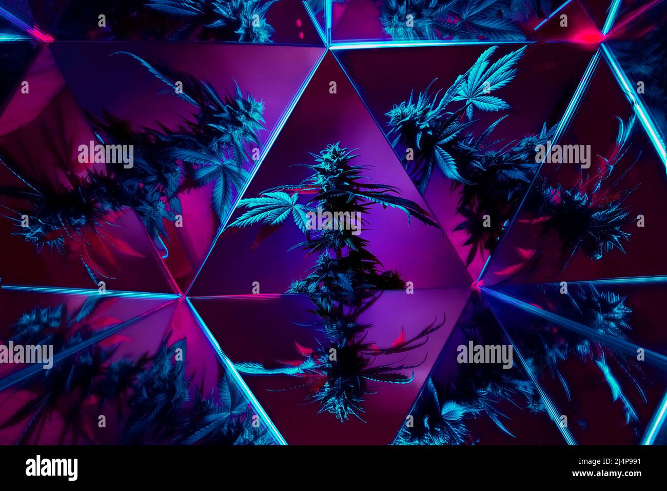 Cannabis medizinisches Marihuana kreativer moderner Hintergrund. Kunstfotografie von bunten Marihuanapflanzen auf purpurem Hintergrund. Cannabispflanze mit mirro Stockfoto