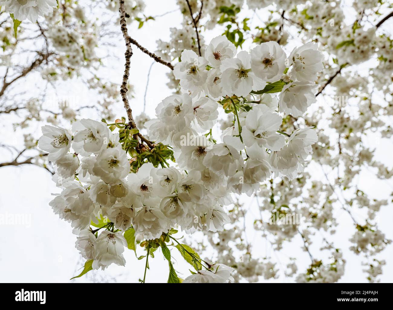 Nahaufnahme der weißen Kirschbaumblüte im Frühjahr, Schottland, Großbritannien Stockfoto