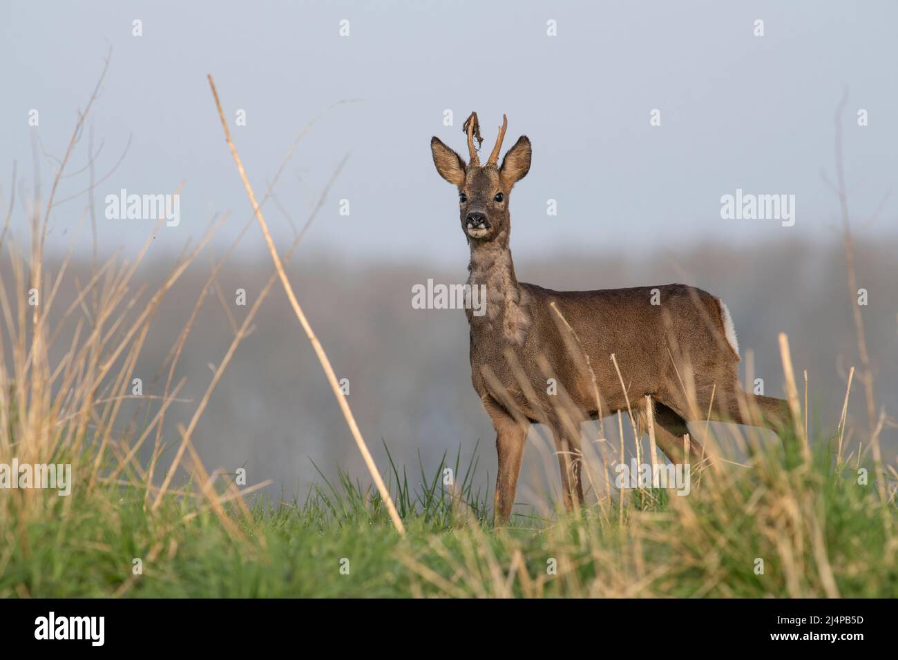Ein Roe Deer (Capreolus capreolus) im Morgenlicht am Ostersonntag 2022 entlang des Flusses Hull im ländlichen Osten Yorkshire. Stockfoto