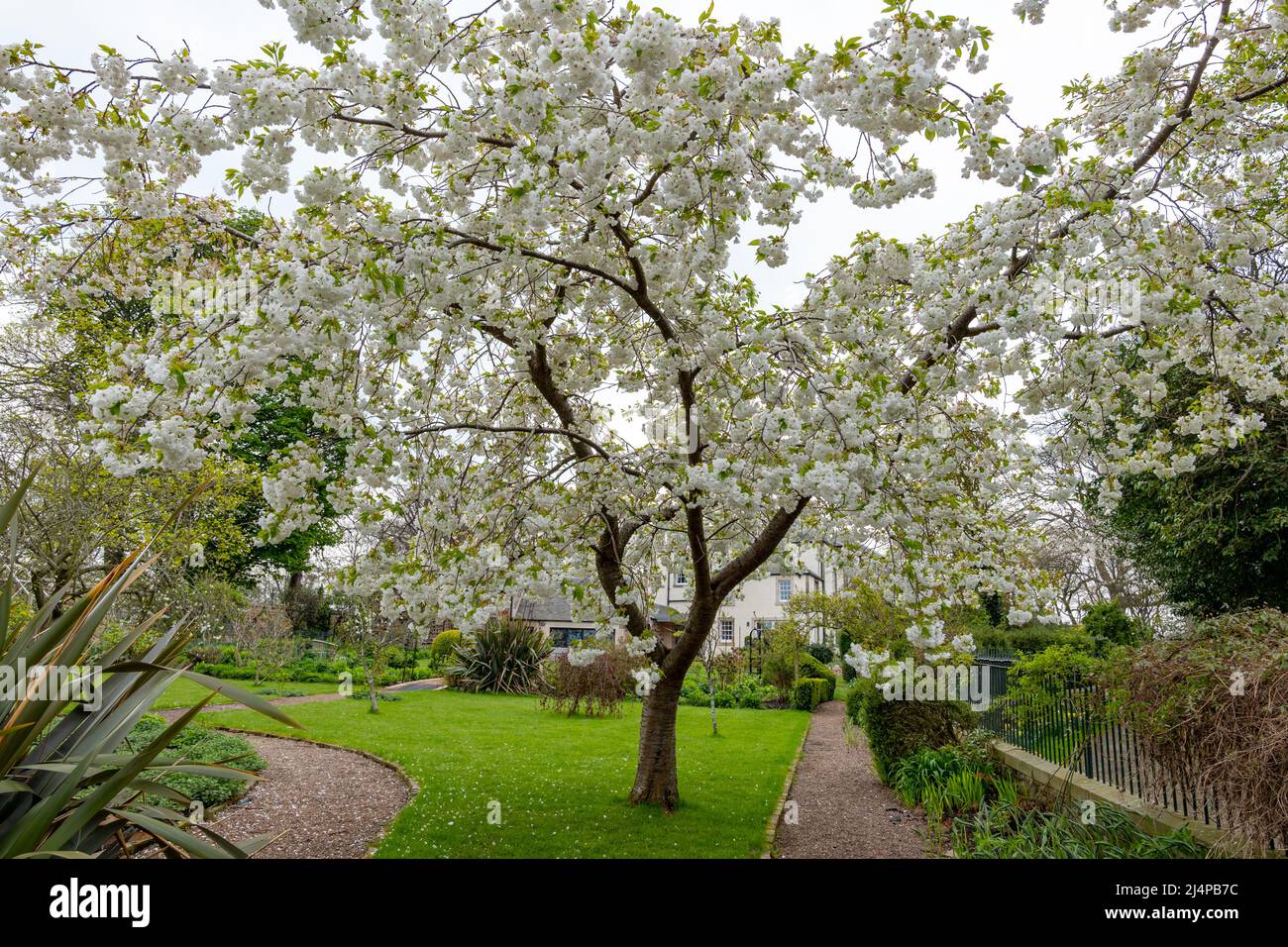 Kirschbaum in voller Blüte mit weißer Blüte im Garten, Schottland, Großbritannien Stockfoto